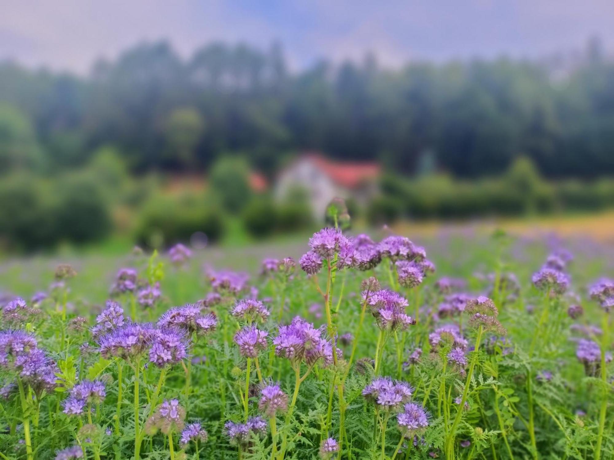 Farm stay Zakatek Sloneczny Pod Barania Gora